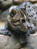 Fishing cat