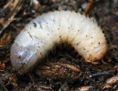 Flower chafer (larvae)