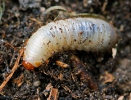 Flower chafer (larvae)