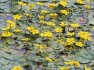 Fringed Water-lily, Yellow Floating-heart, Water Fringe