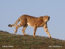 Gepard