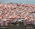 Küçük flamingo