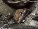 Långörad fladdermus