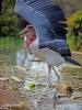 Marabou Stork