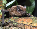 Morcego-arborícola-pequeno