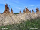 National Park Neusiedler See-Seewinkel