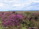 National Park North York Moors