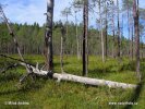 National Park Pyhä-Häki