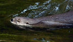 North American river otter