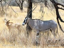 Östafrikansk oryx