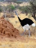 Ostrich, Common Ostrich