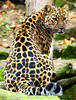 Panthera pardus orientalis