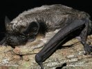 Parti-coloured Bat