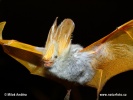 Pipistrello dalle ali gialle