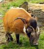 Red river hog (