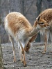 Vicuña zoogdier