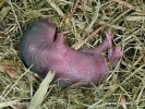 Water Vole (half-day young)