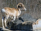 盘羊马可波罗亚种