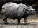 인도코뿔소