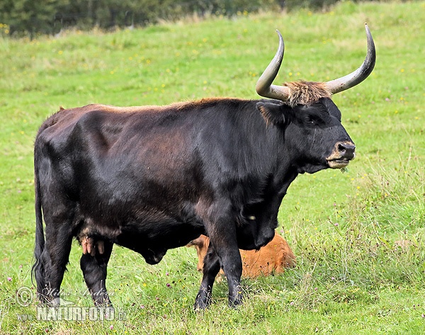 Vaca toro