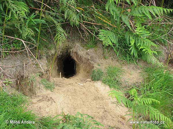 Ivyclan leader's den Wild-rabbit,-burrow-5712