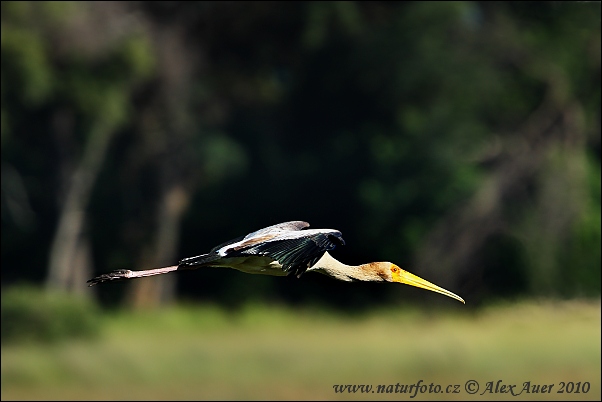Afrikansk ibisstork