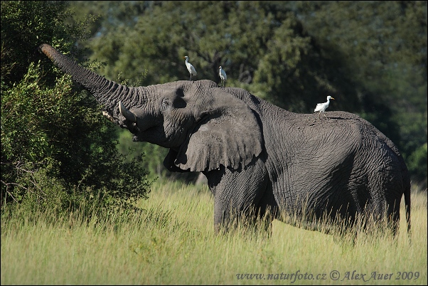 Afrikinis dramblys