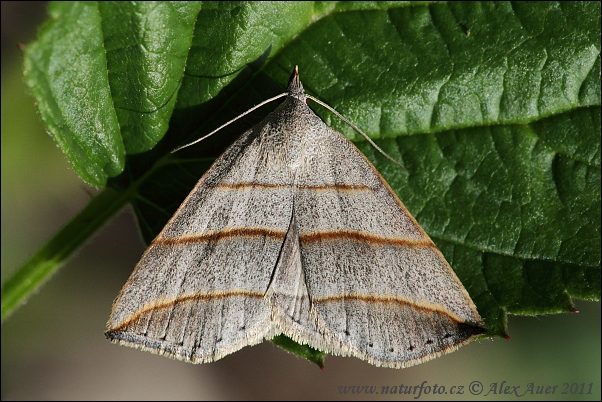 Brunlinjerat mätarfly