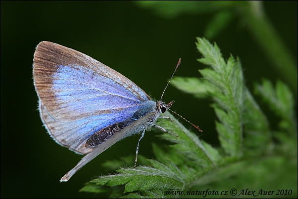 Celastrina argiolus