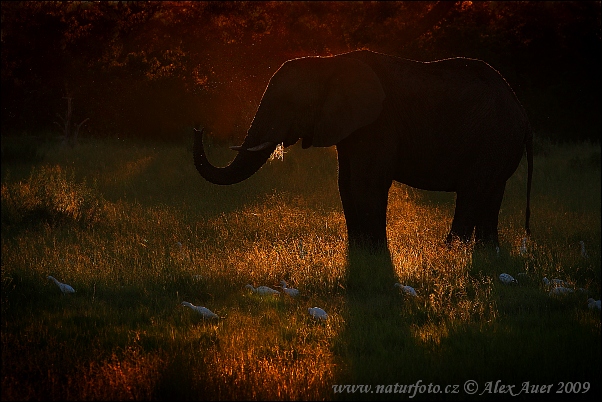 Elefant africà de sabana