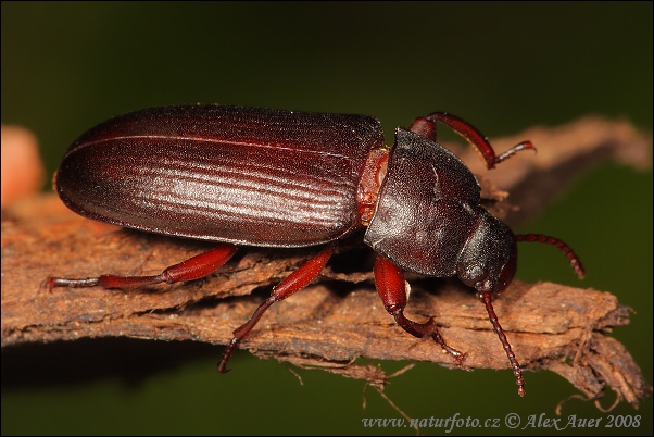 Escarabajo del gusano de la harina