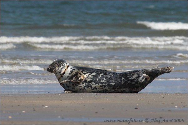 Foca gris