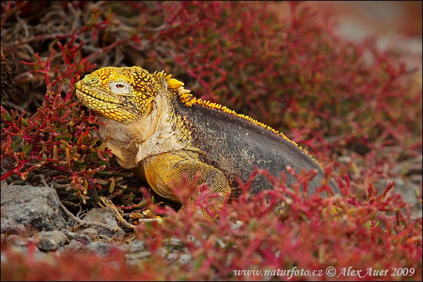 Galapagos Land Iguana Galapagos South Plaza Island November 2009