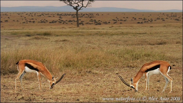 Gazella Thomsonii