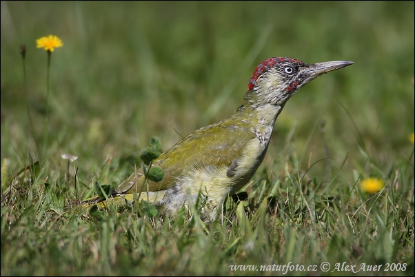 Groene specht