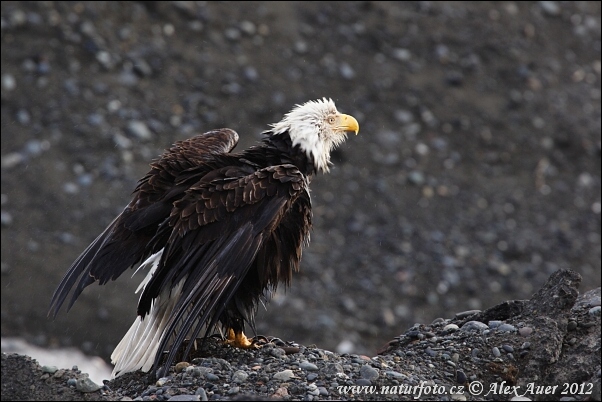 Haliaeetus leucocephalus