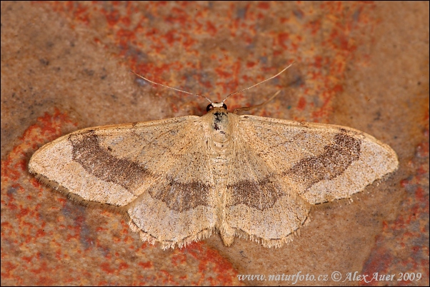 Idaea aversata