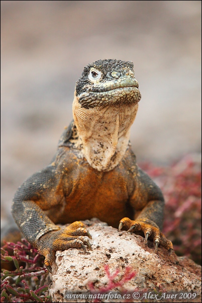 Iguana terrestre de las Galápagos