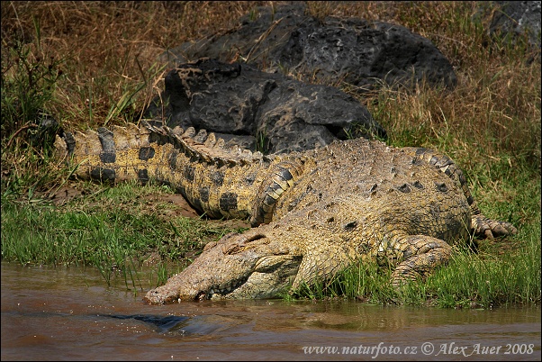http://www.naturephoto-cz.com/photos/auer/nile-crocodile-IMG_0148mw.jpg