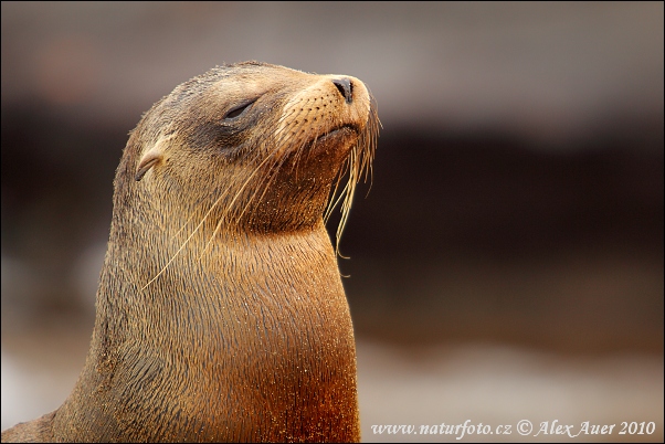 Otarie des Galapagos