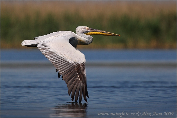 http://www.naturephoto-cz.com/photos/auer/pelecanus-crispus-xxx2z8h6829mw.jpg