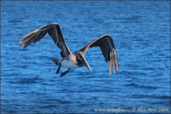 Pelecanus occidentalis urinator