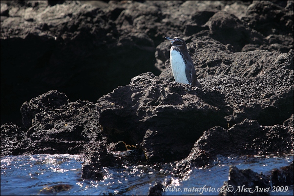 Pinguino delle Galapagos