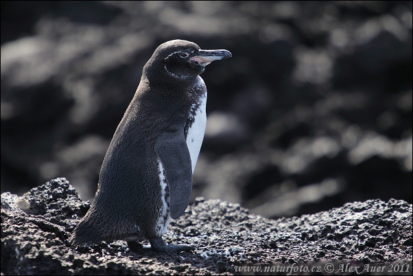 Pinguino delle Galapagos