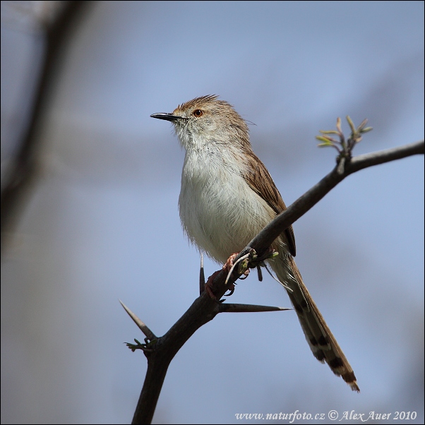 Prinia zwyczajna