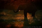 Afrika savanna fili