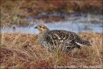 Black Grouse