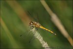 Black Meadowhawk