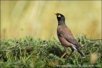 Burung Tiong Gembala Kerbau