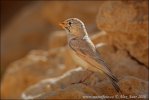 Desert Lark